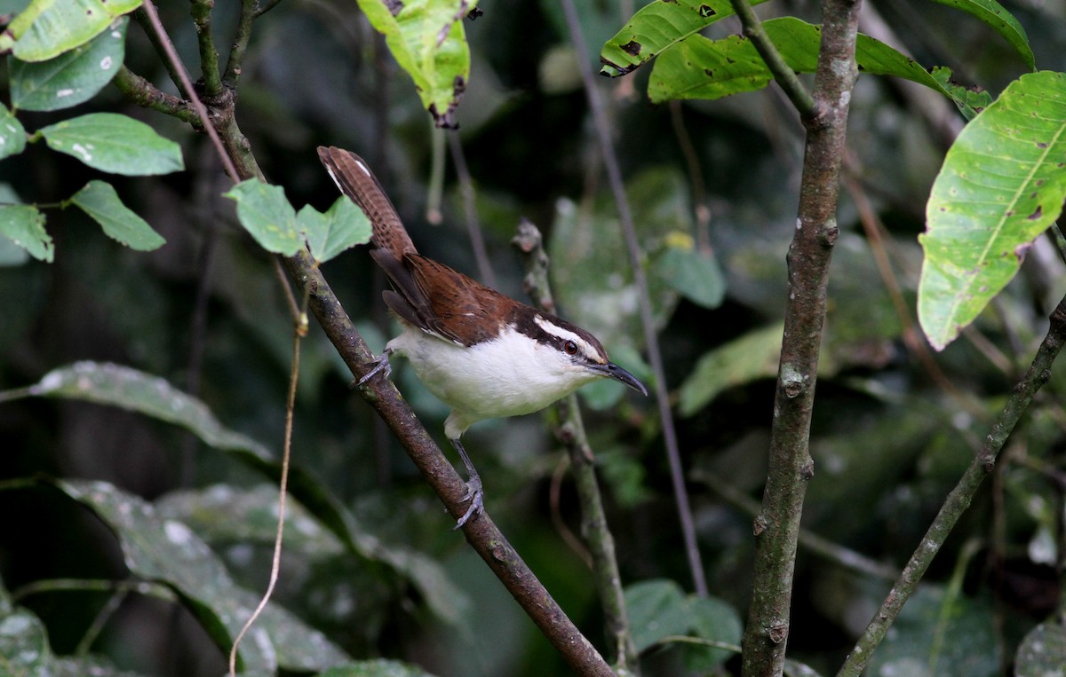 Bicolored Wren - Jay McGowan