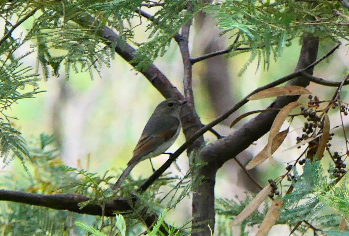 Golden Whistler - BirdLife Murray Goulburn