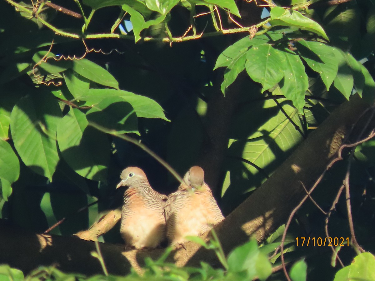 Zebra Dove - ML380591881