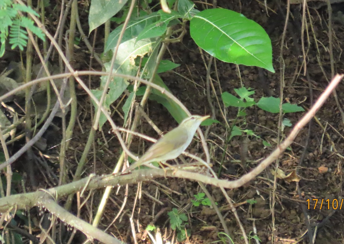 Arctic Warbler - ML380592901