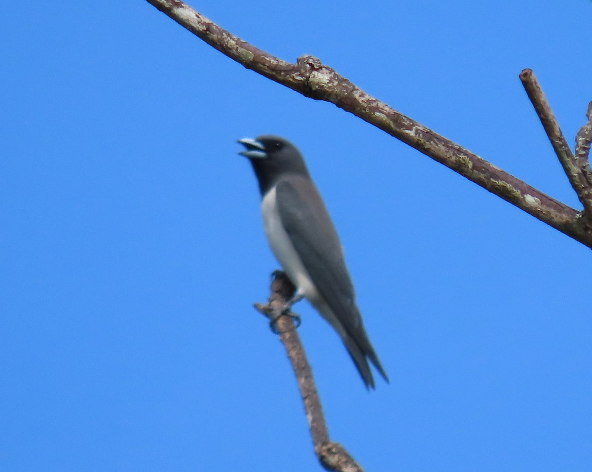 White-breasted Woodswallow - ML380593381