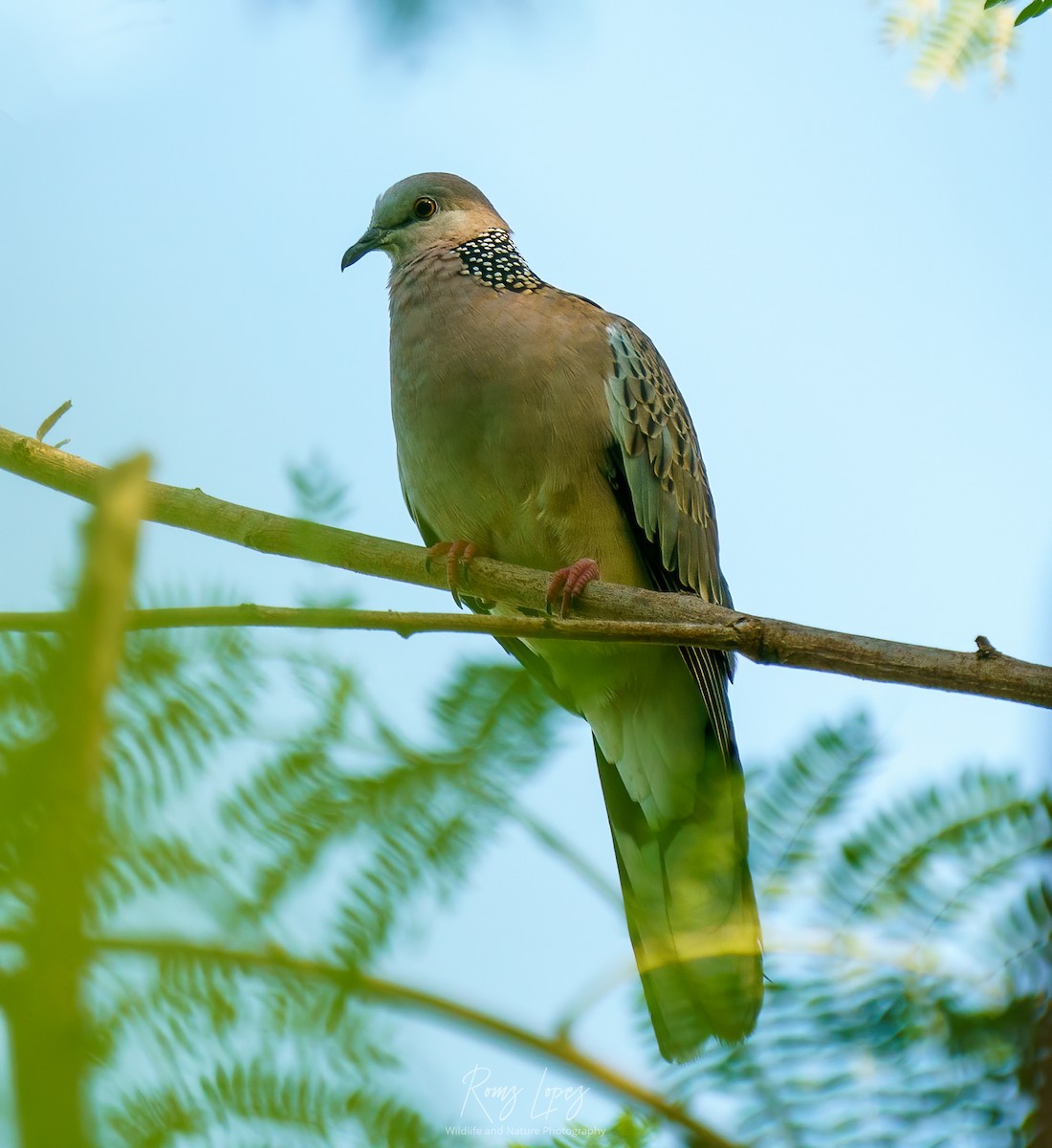 Spotted Dove - ML380593391