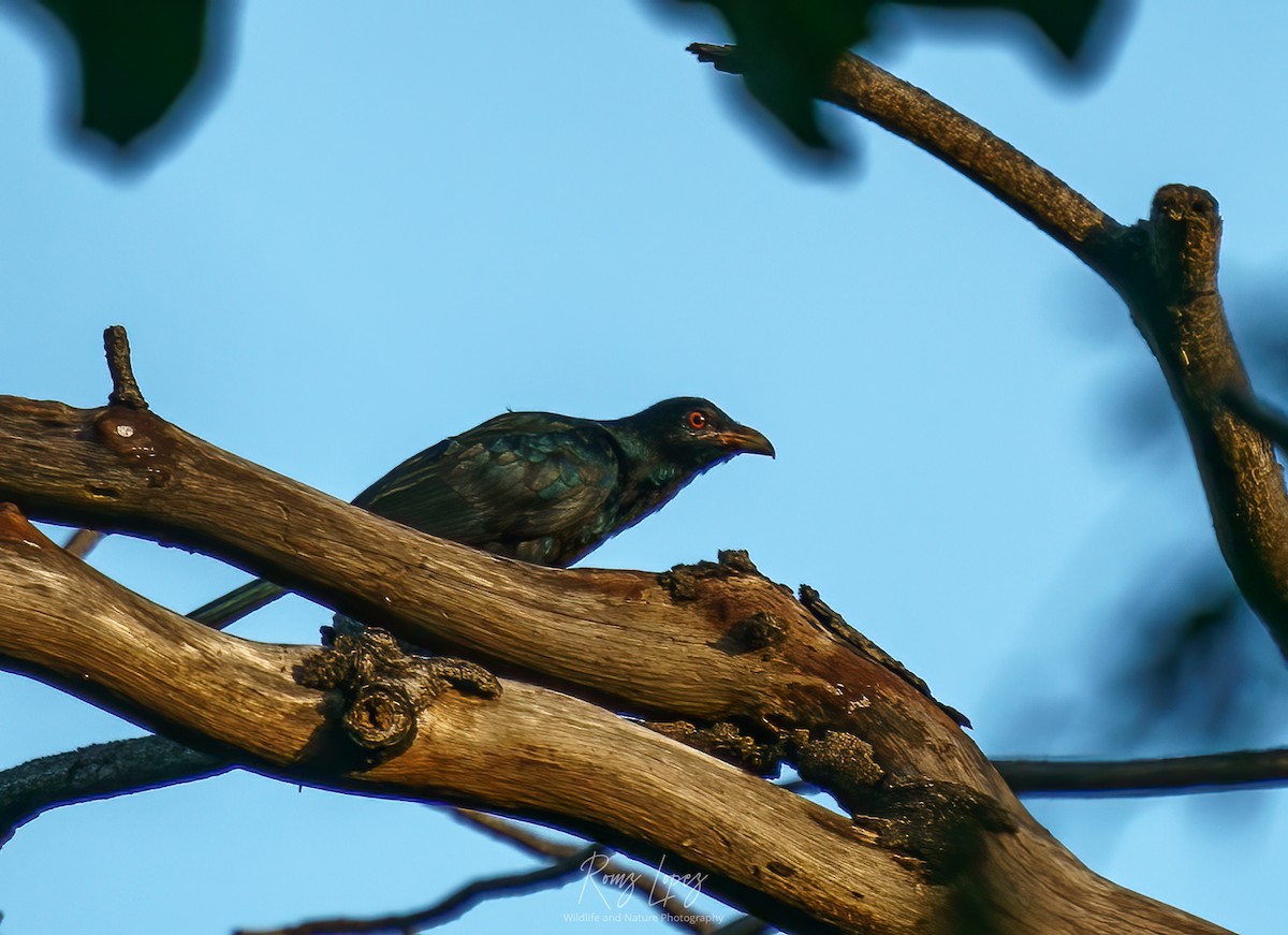 Asian Koel - ML380593401