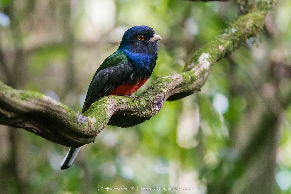 Surucua Trogon - Mateus  R. Giotto