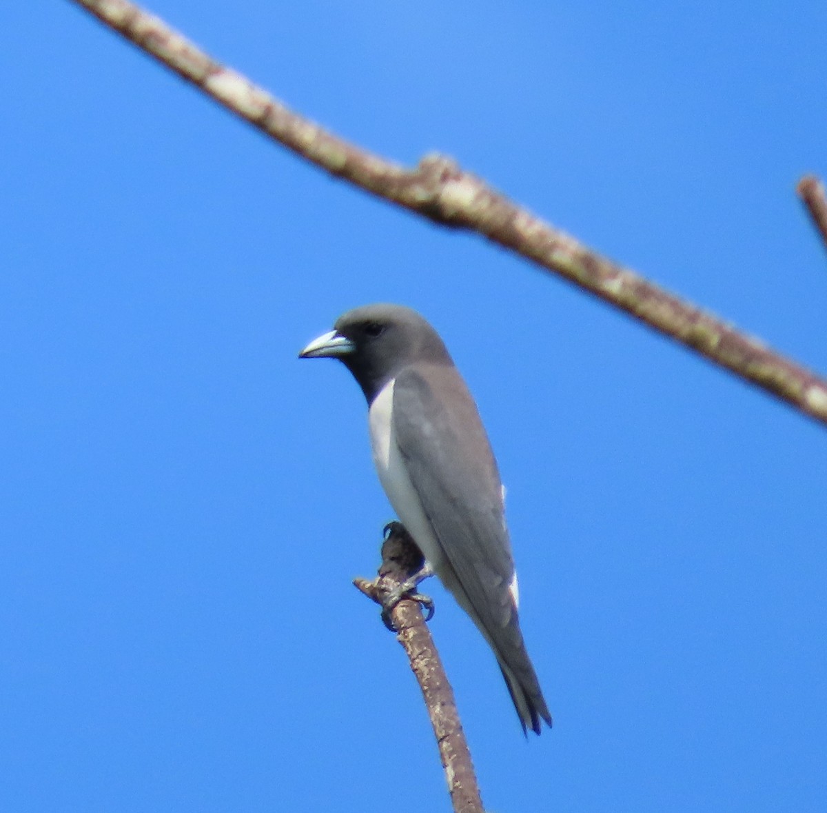 White-breasted Woodswallow - ML380593411