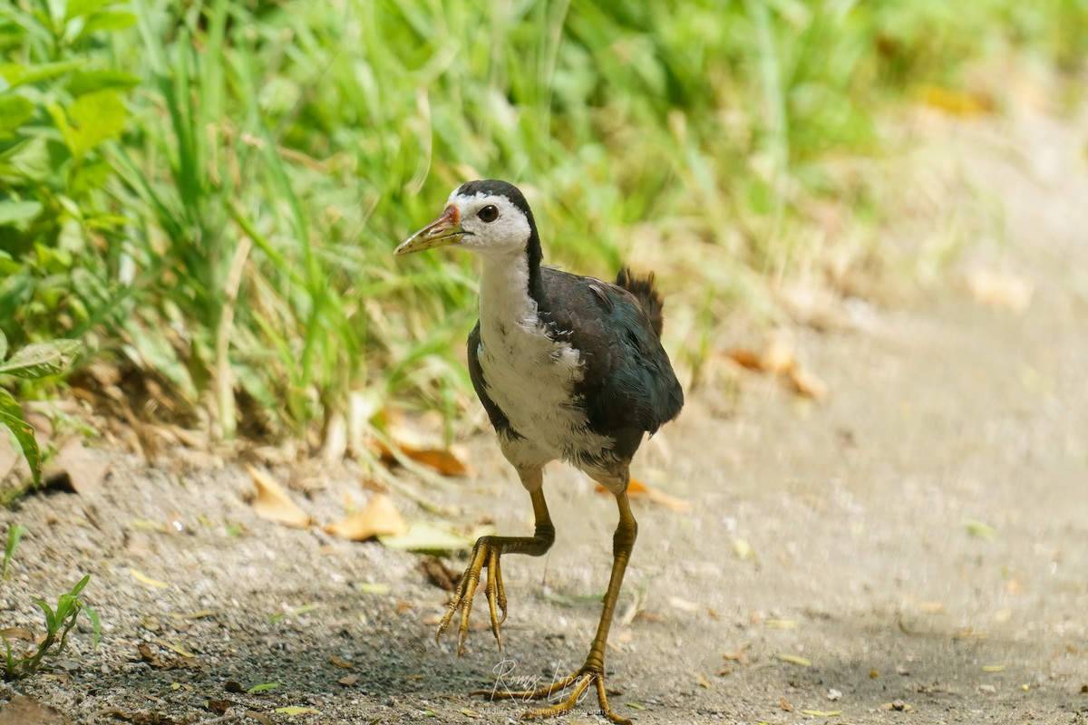 White-breasted Waterhen - ML380593421