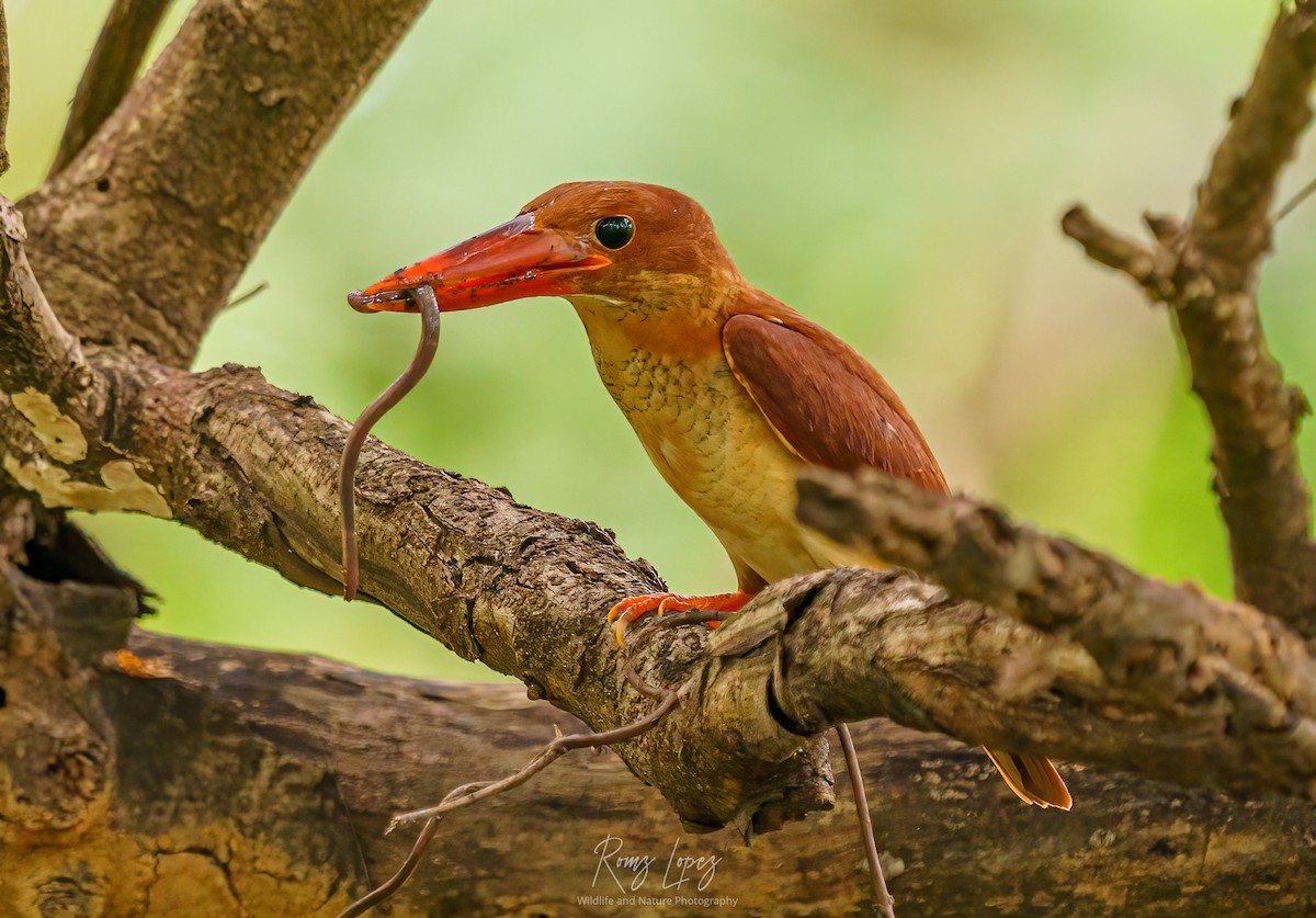 Ruddy Kingfisher - ML380593461