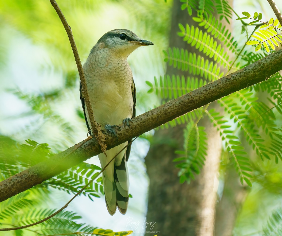 Pied Triller - ML380593471