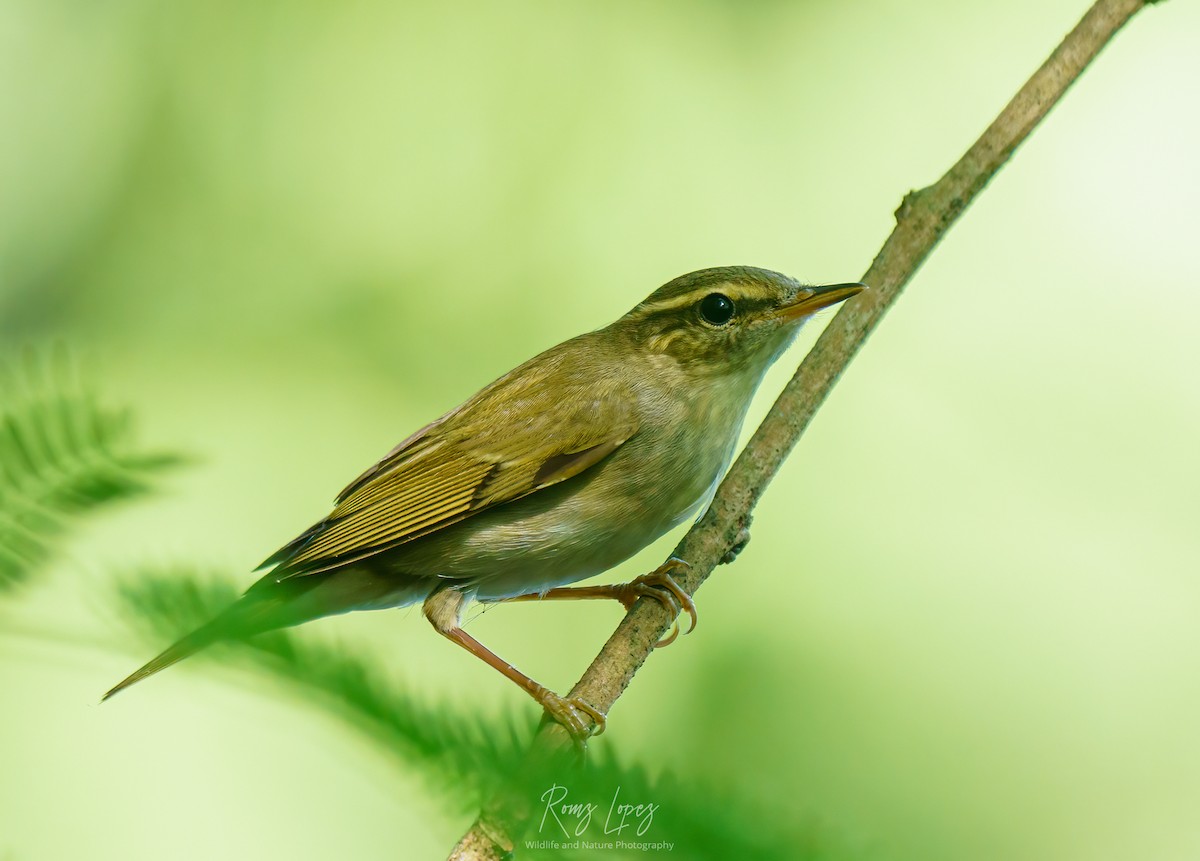 Arctic Warbler - ML380593481