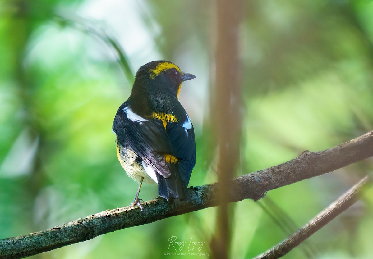 Narcissus Flycatcher - ML380593491