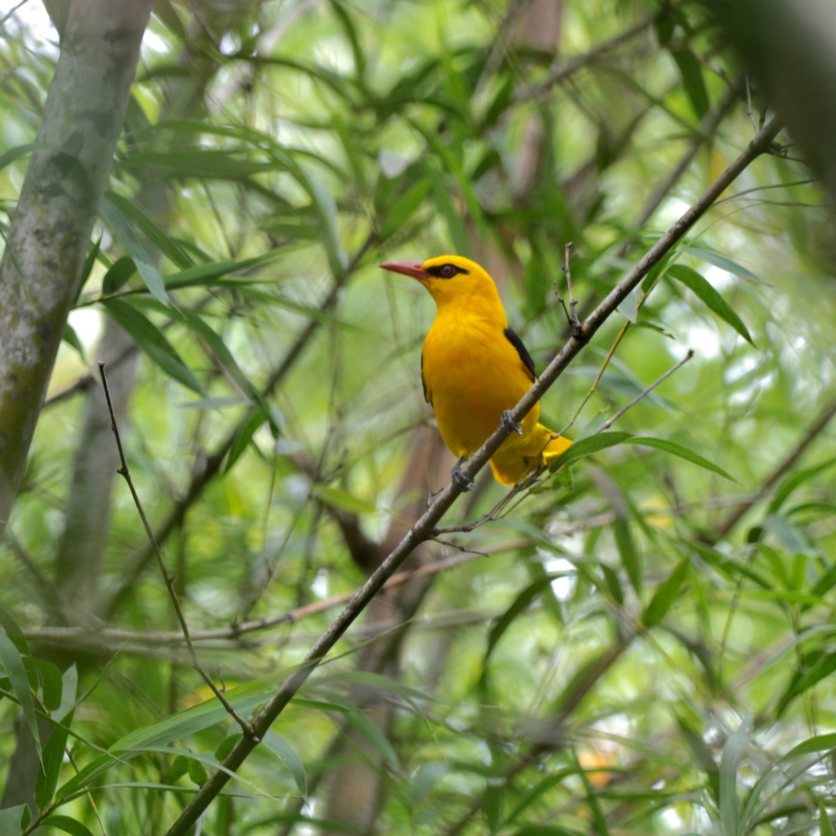 Indian Golden Oriole - ML380593881