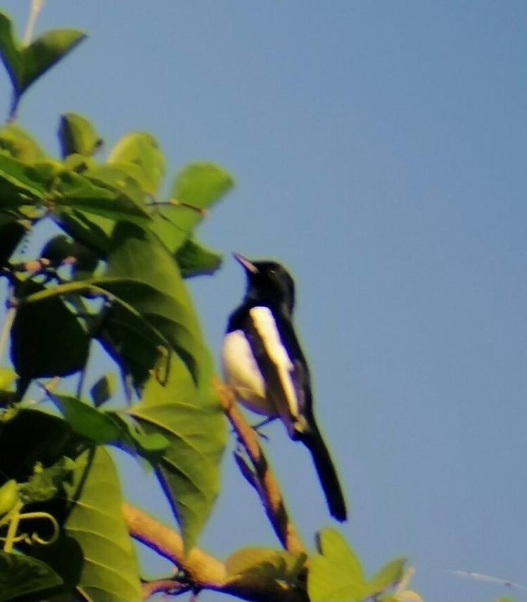 Philippine Magpie-Robin - ML380593931