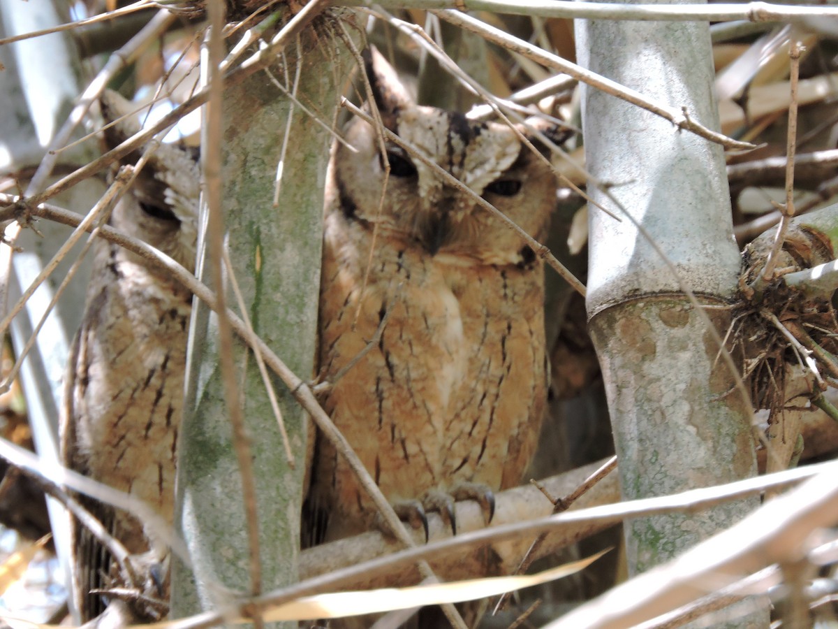 Indian Scops-Owl - ML380594151