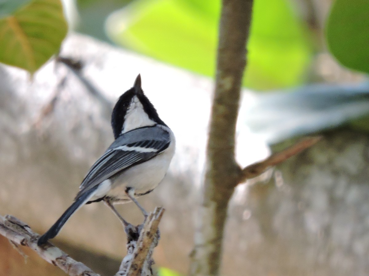 Asian Tit (Cinereous) - ML380594231