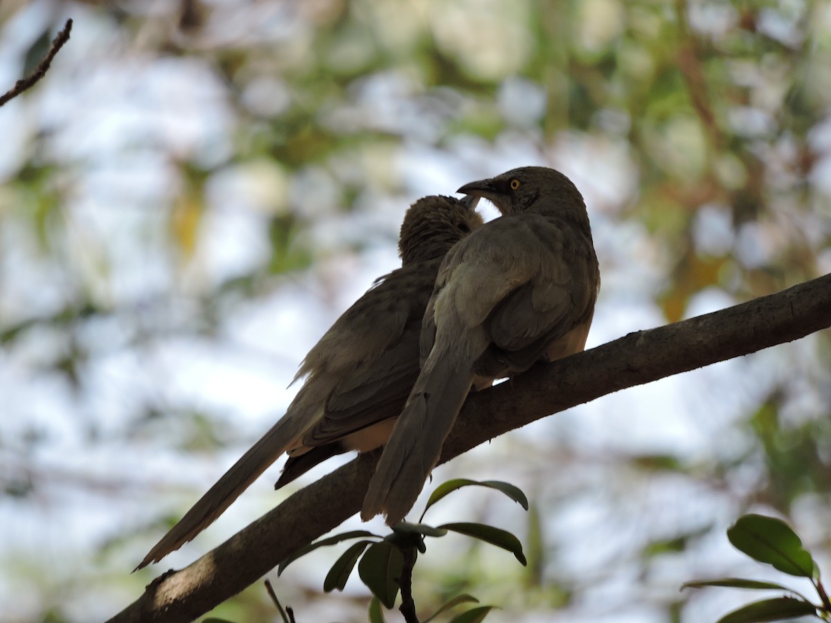 Large Gray Babbler - ML380594321
