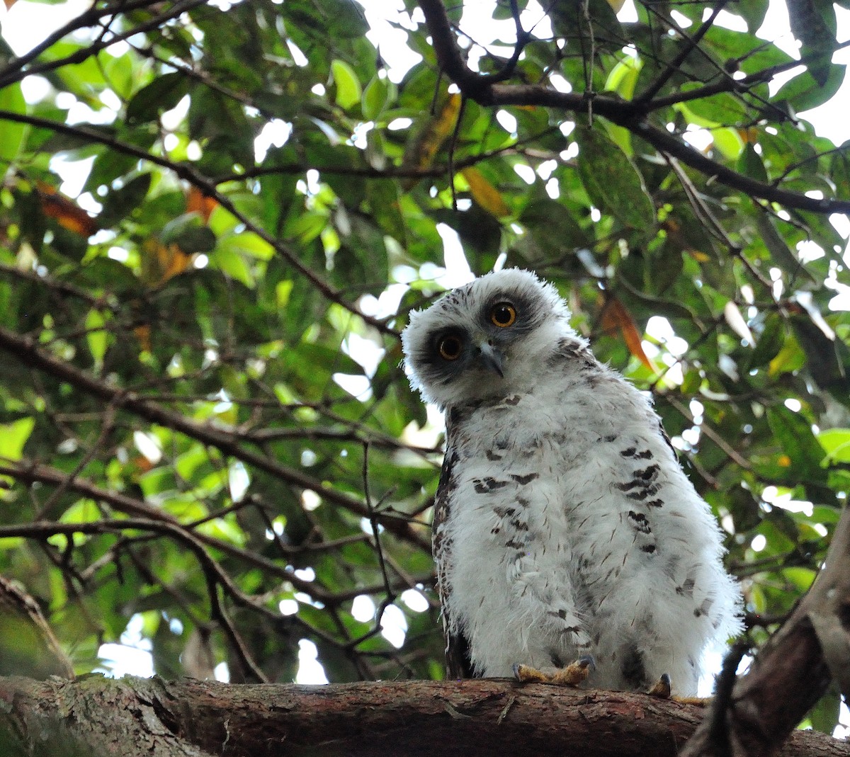 Powerful Owl - ML380595781