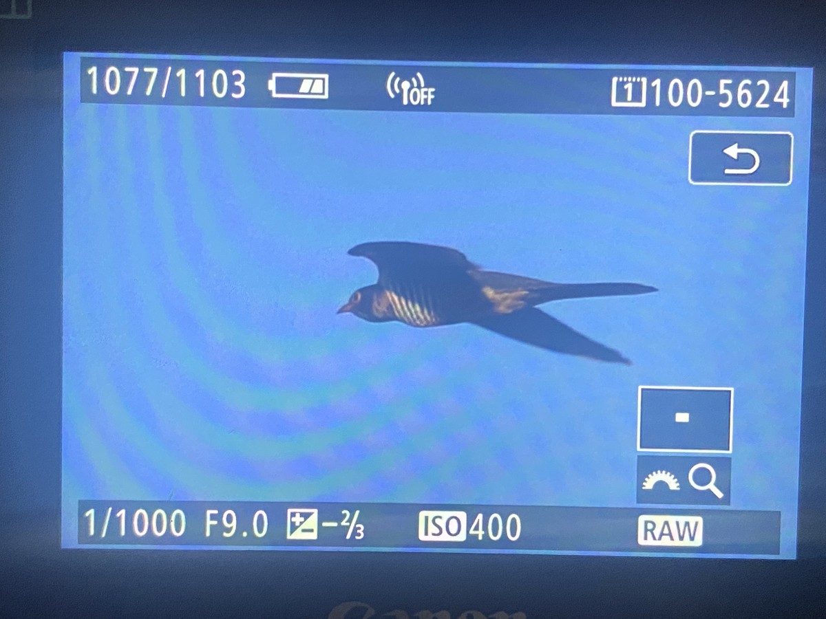 Oriental Cuckoo - ML380600381