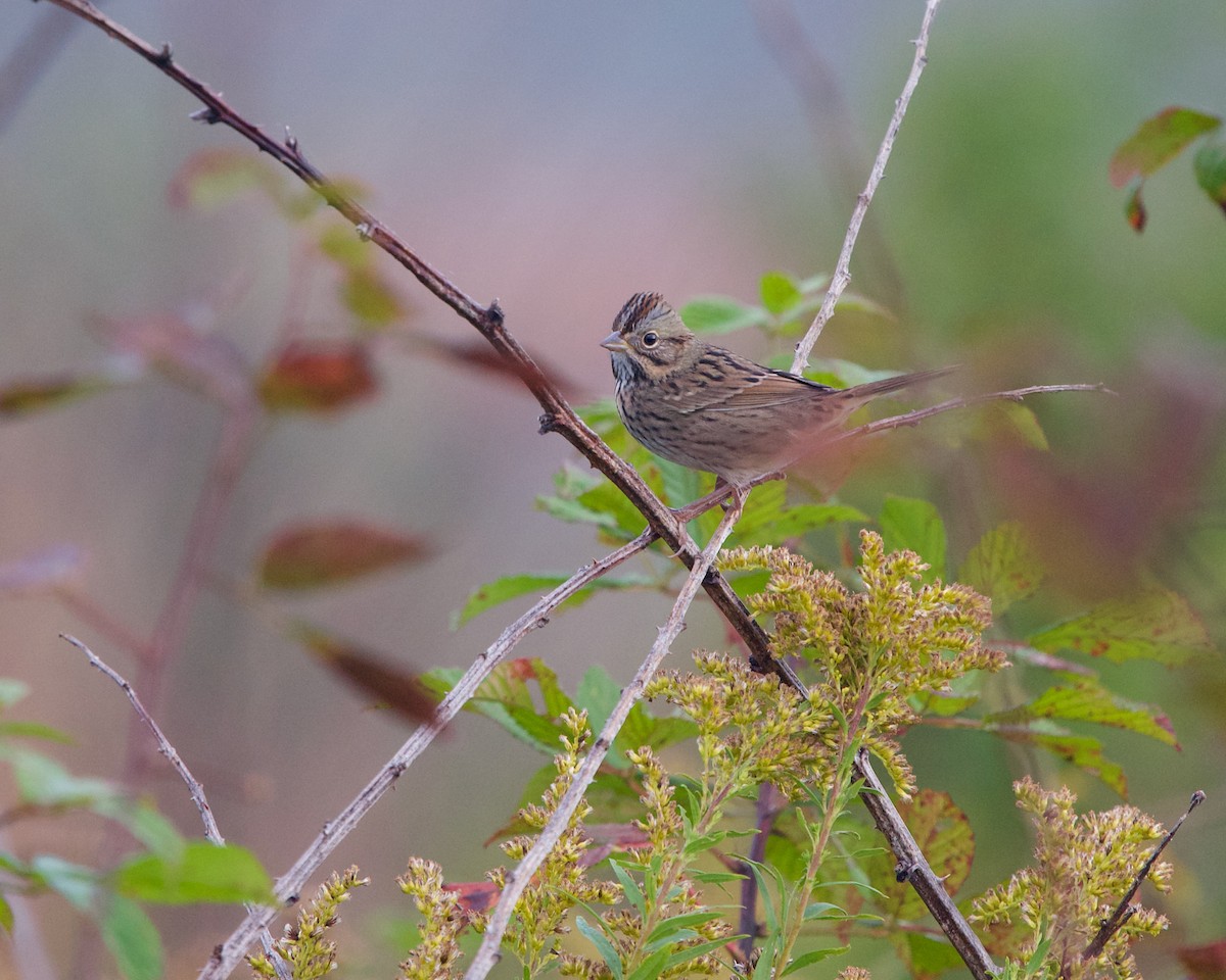 Lincoln's Sparrow - Jon Cefus