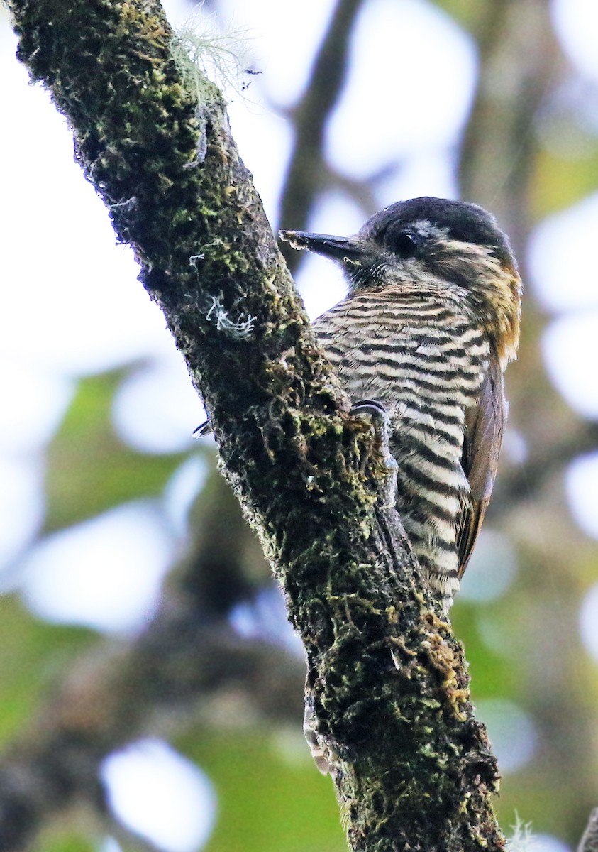 Bar-bellied Woodpecker - Andrew Spencer