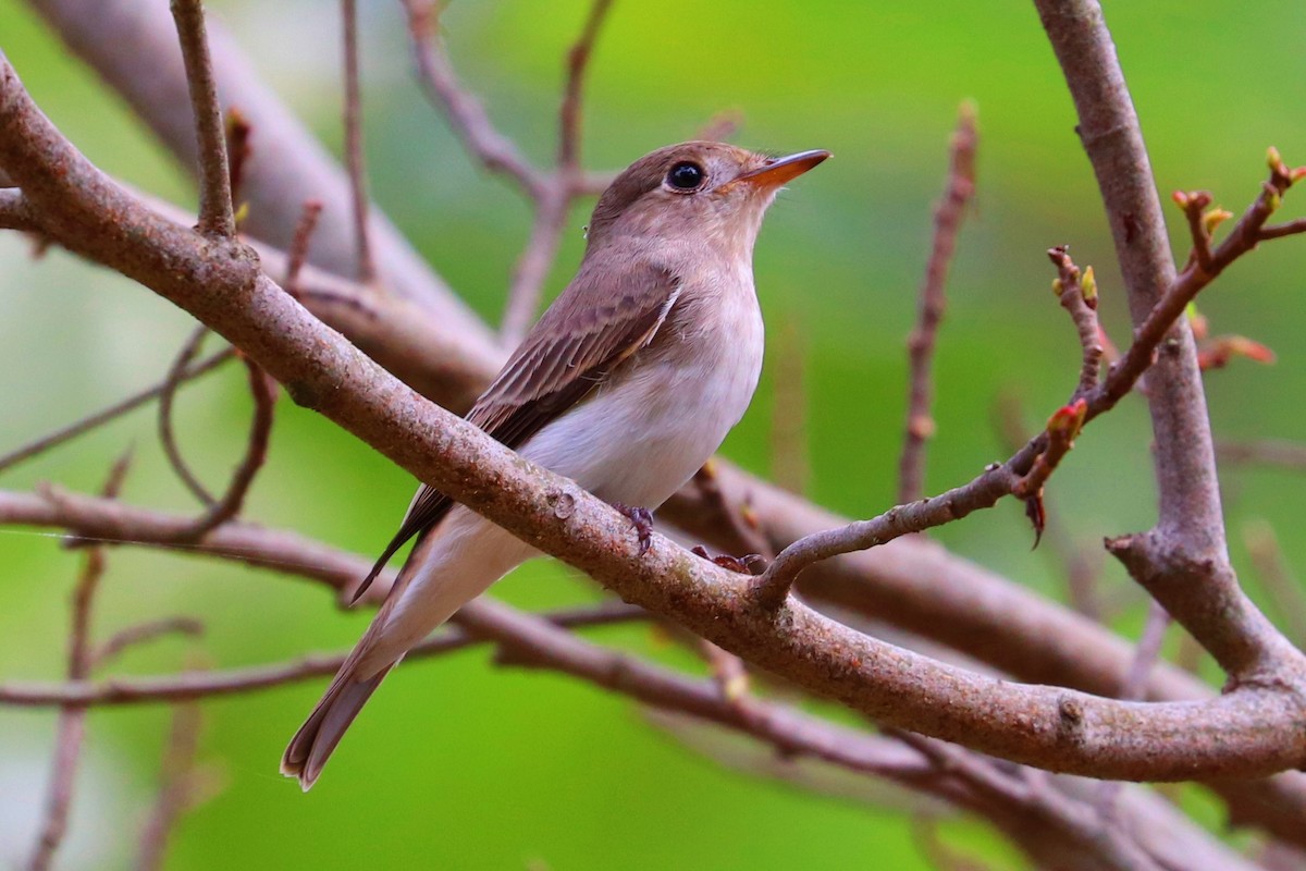 Asian Brown Flycatcher - Kakul Paul