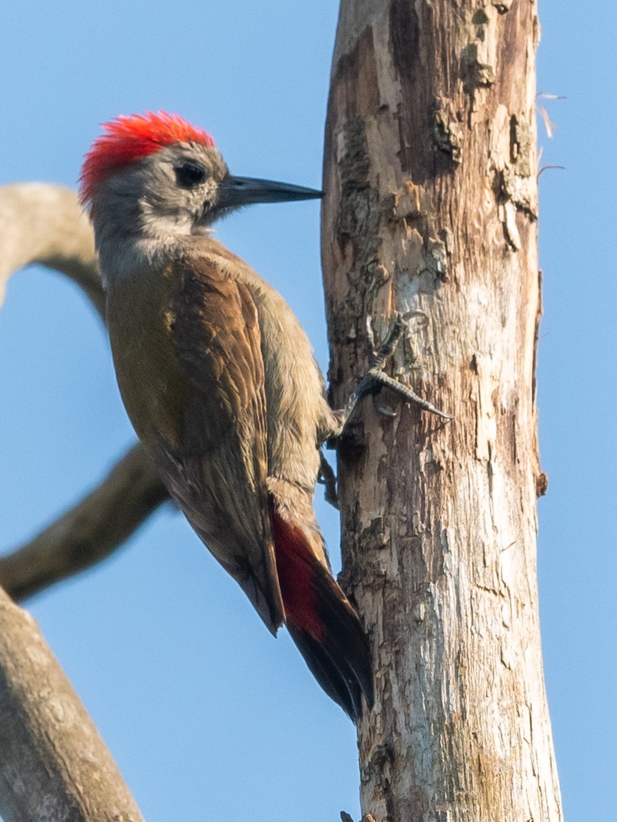 African Gray Woodpecker - Jean-Louis  Carlo