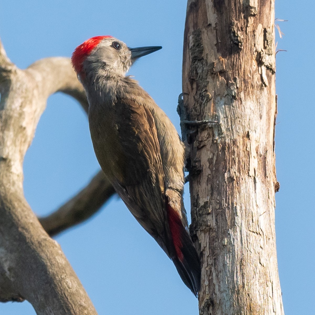 African Gray Woodpecker - Jean-Louis  Carlo