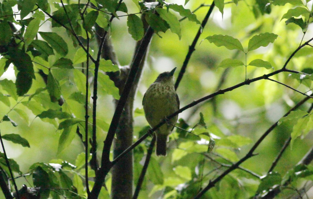 Fleckenbrust-Ameisenvogel - ML38060561