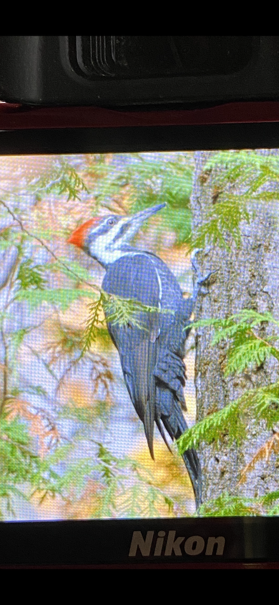 Pileated Woodpecker - ML380605781