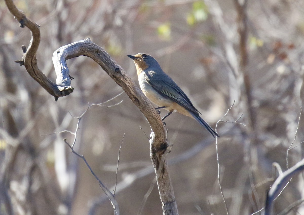 Red-lored Whistler - ML380607381