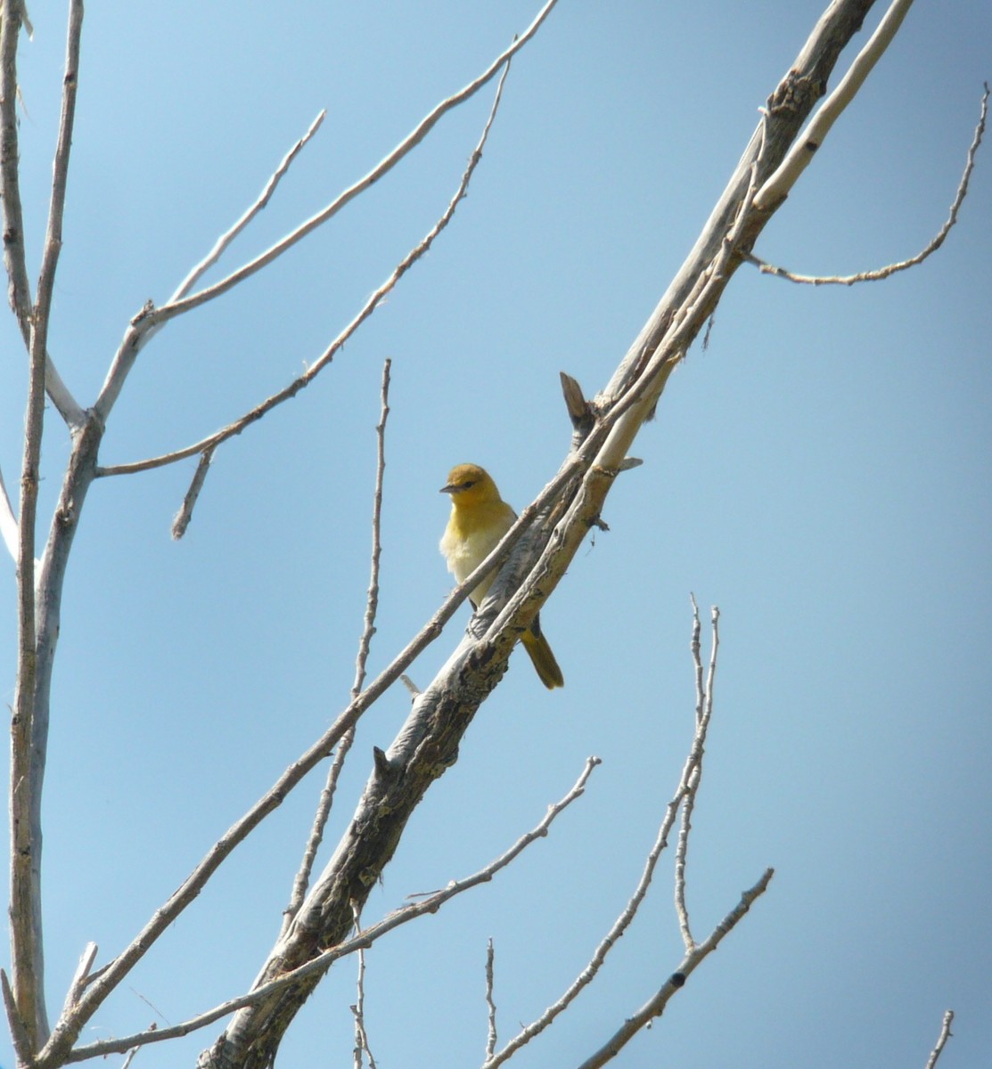 Oriole de Bullock - ML38060871