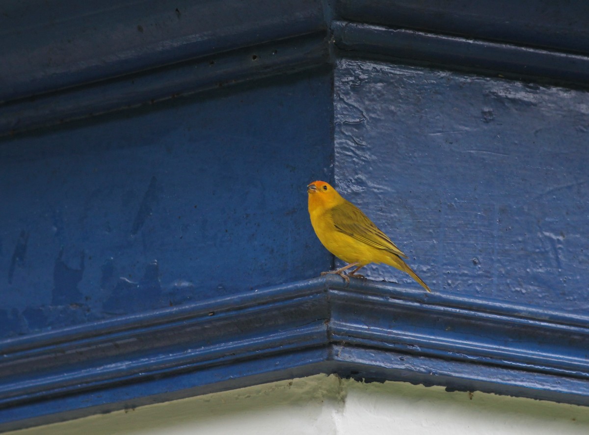 Saffron Finch - ML38060901