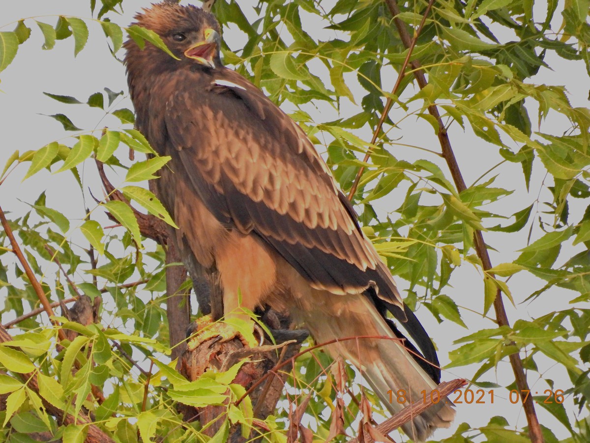 Booted Eagle - ML380609281