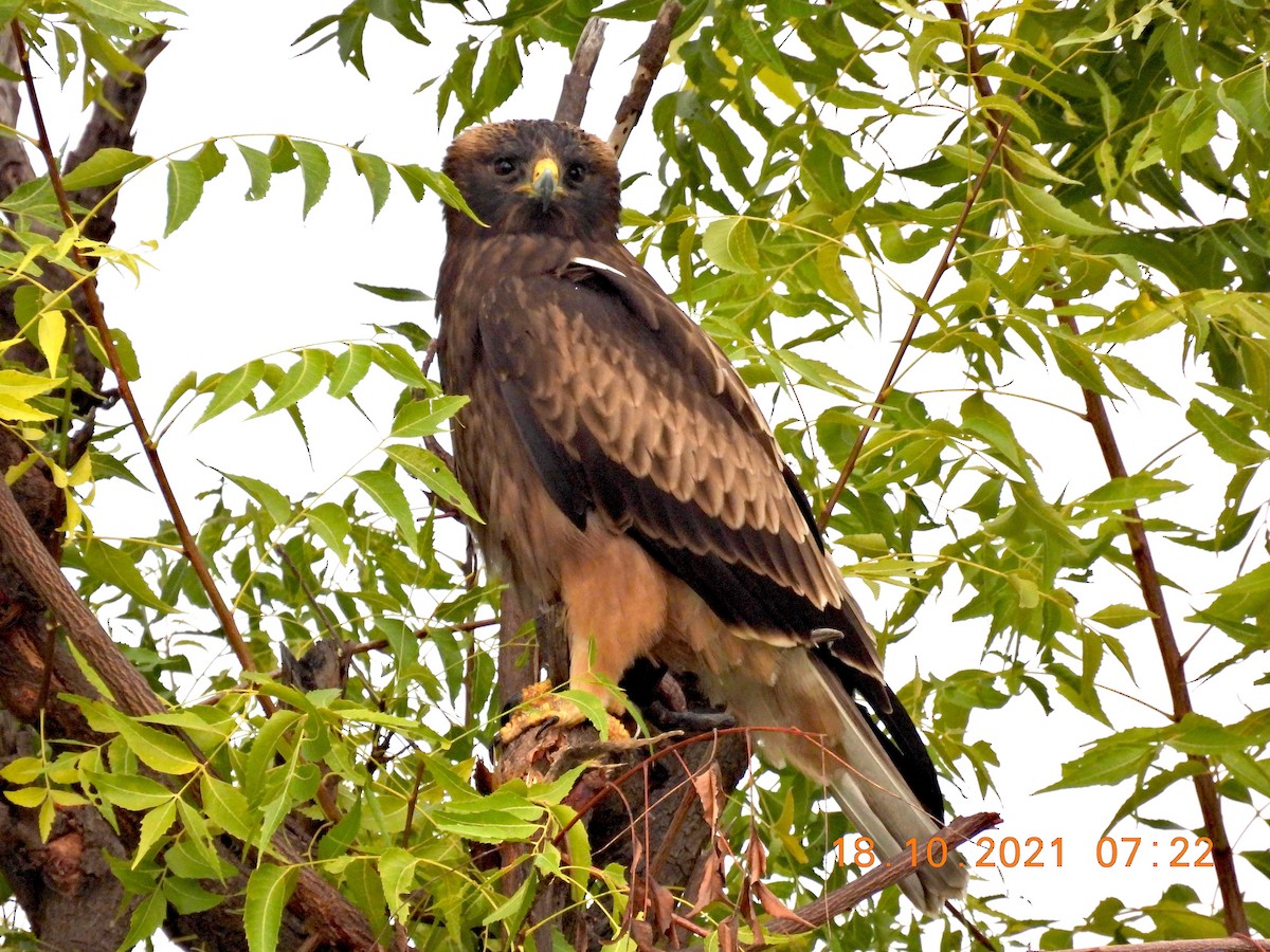 Booted Eagle - ML380609421