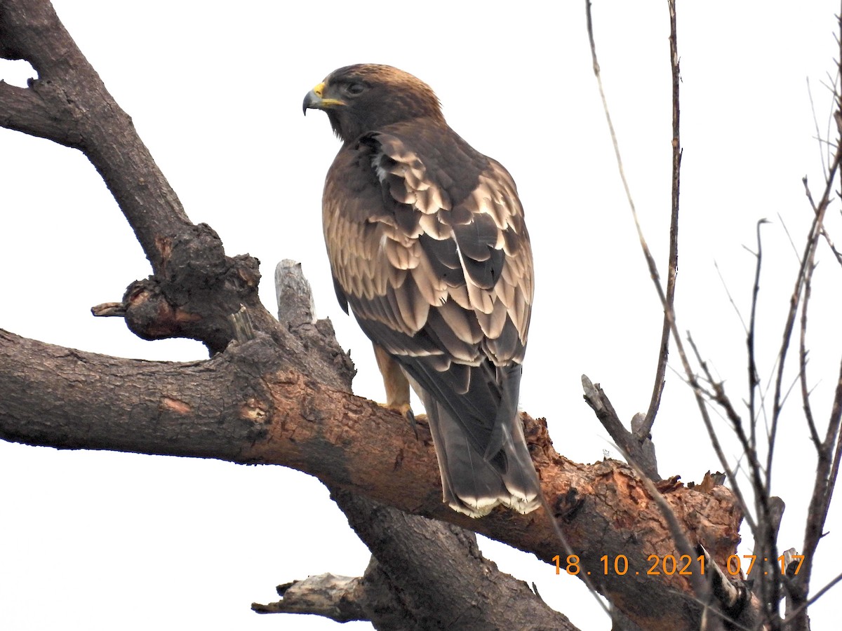 Águila Calzada - ML380609591