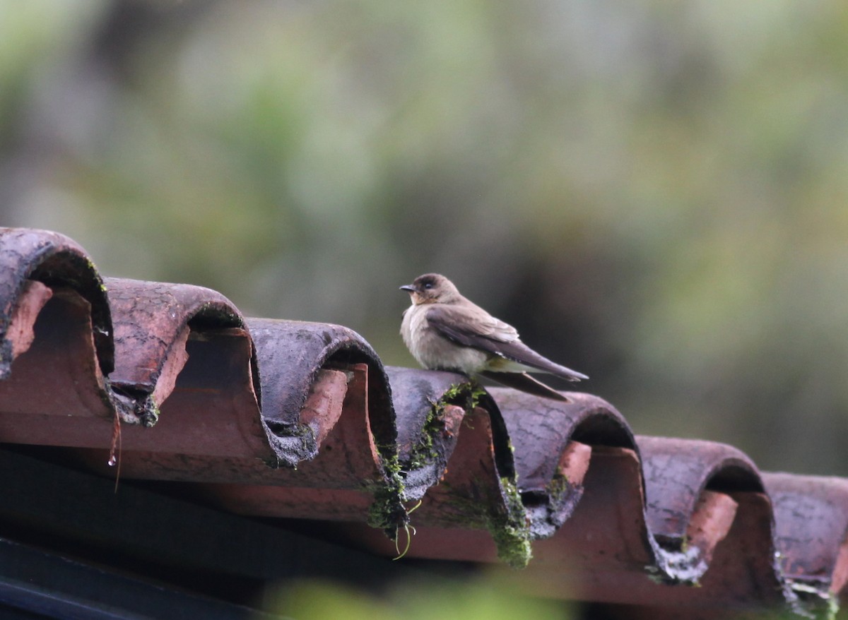 Golondrina Gorjirrufa - ML38060971