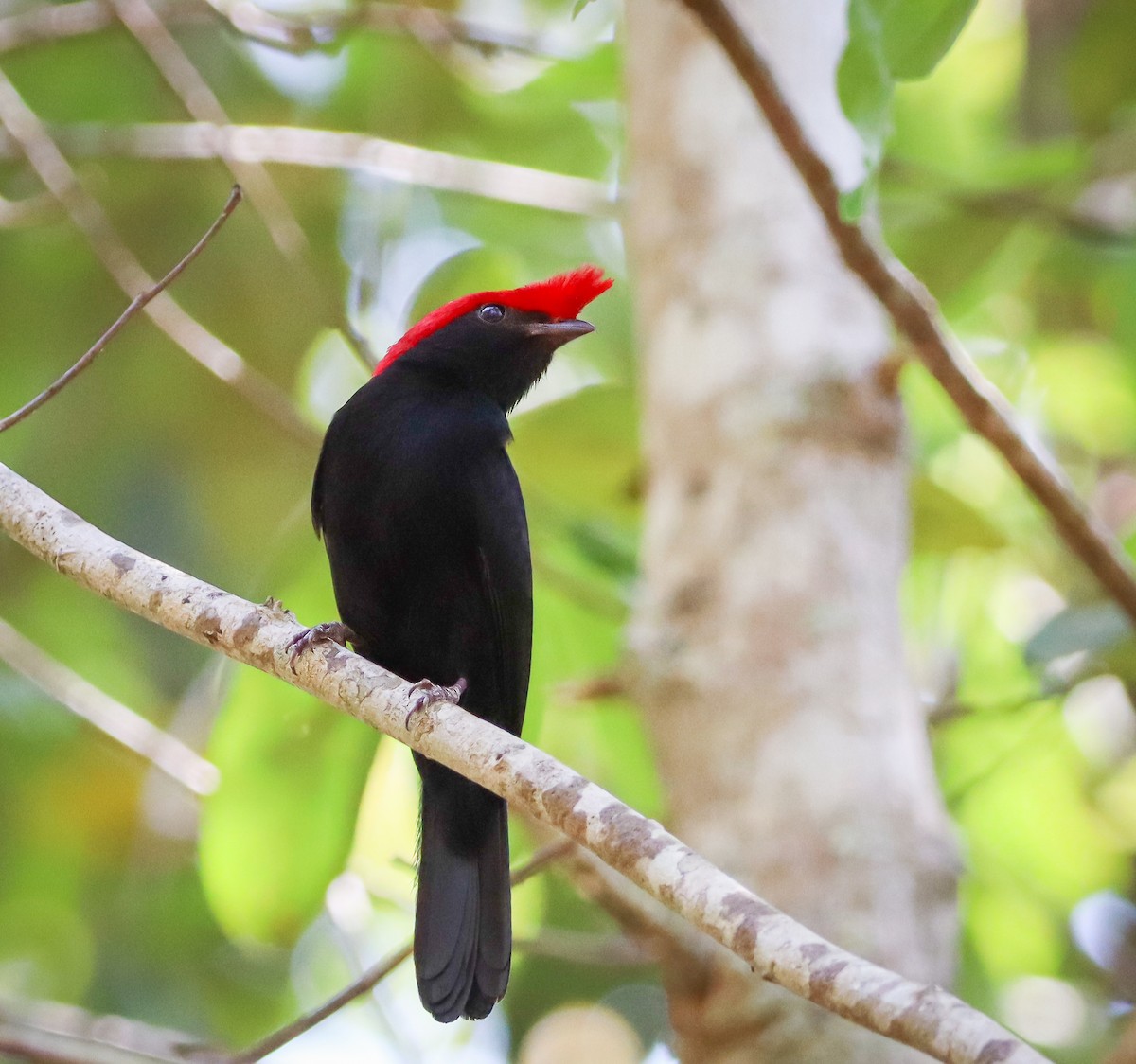 Helmeted Manakin - ML380610351