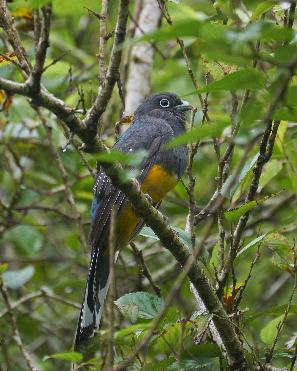 Green-backed Trogon - ML380611321