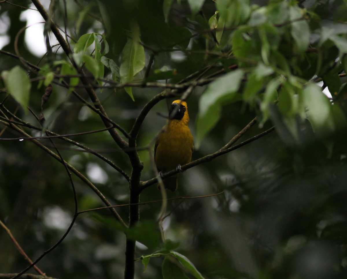 Yellow-green Grosbeak - ML38061191