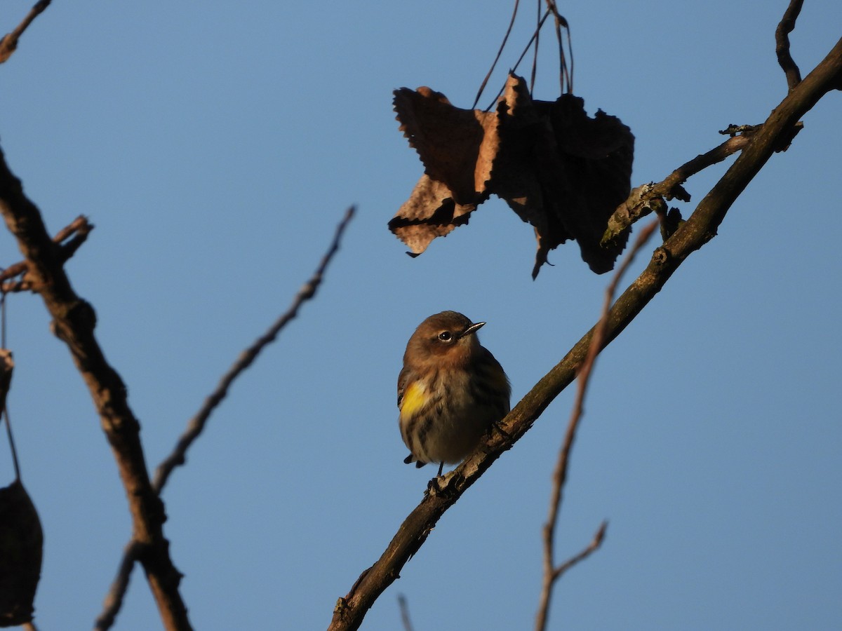 Yellow-rumped Warbler - ML380612771