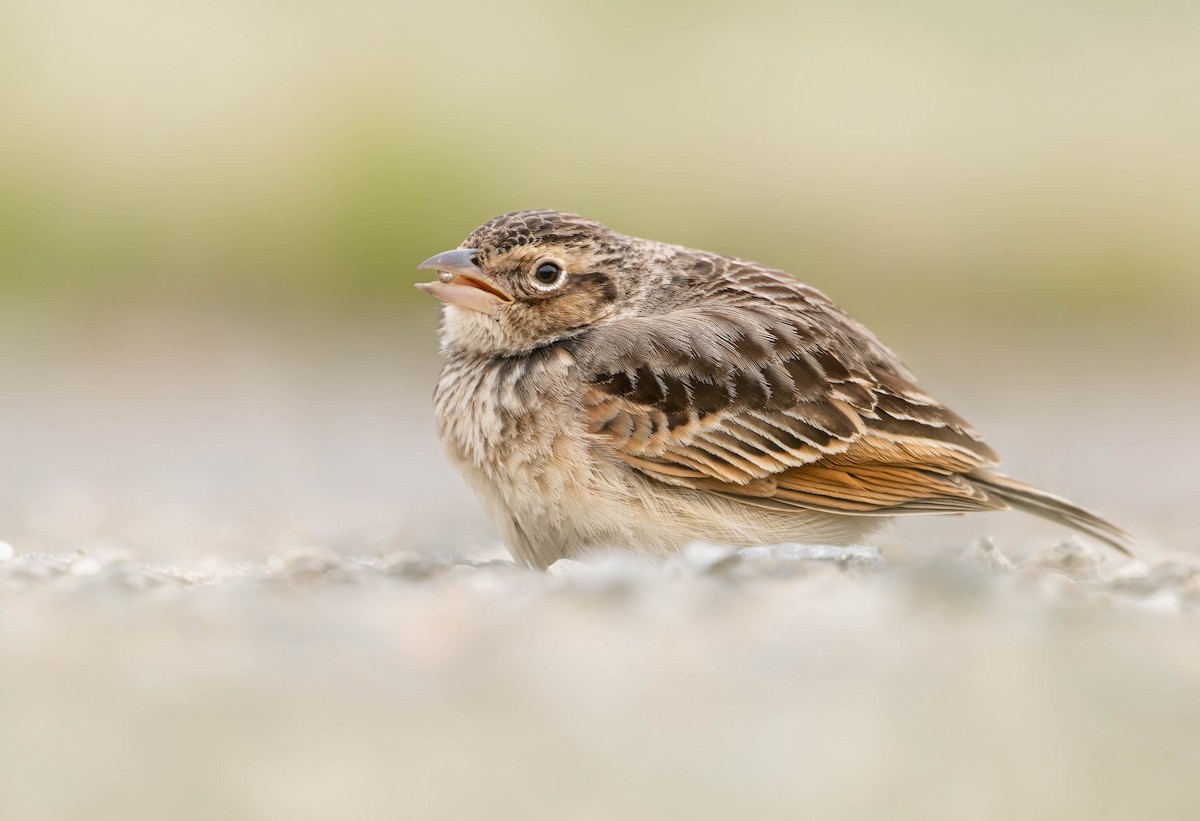 Singing Bushlark (Australasian) - ML380613531