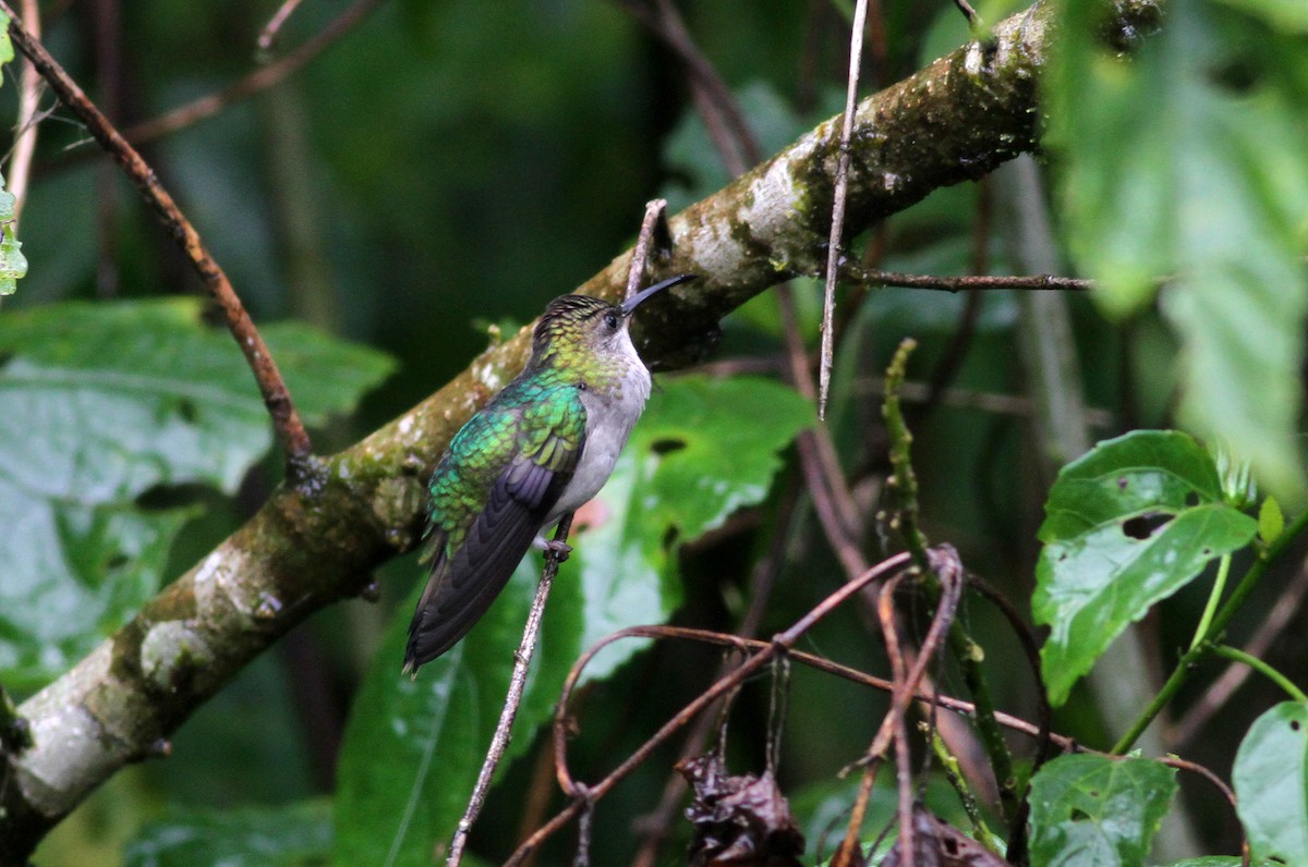 kolibřík nymfový - ML38061381