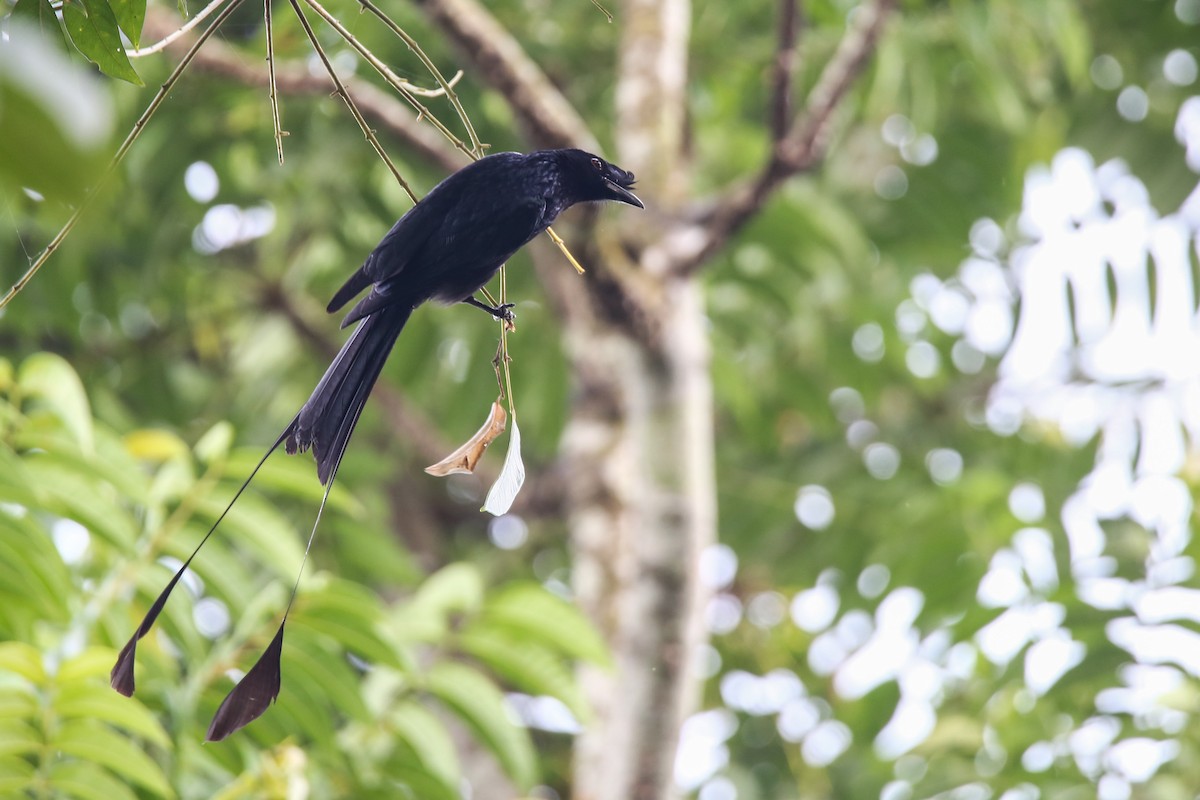 Greater Racket-tailed Drongo - ML380614361