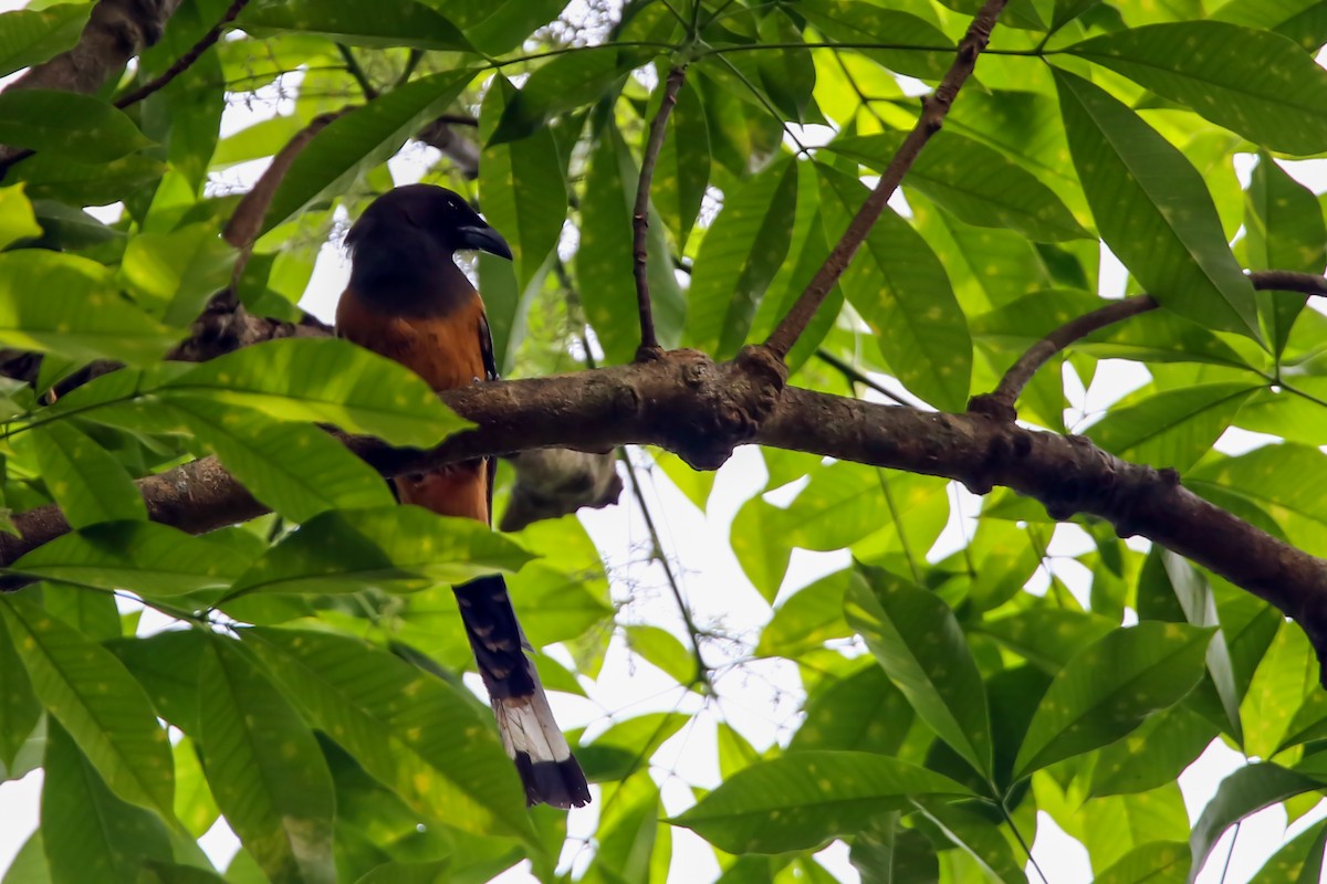 Rufous Treepie - ML380614391