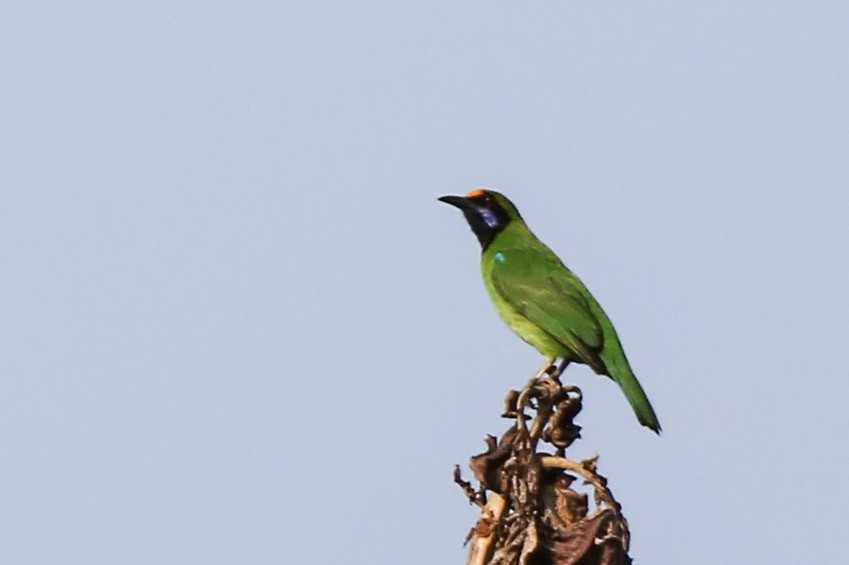 Golden-fronted Leafbird - ML380614471