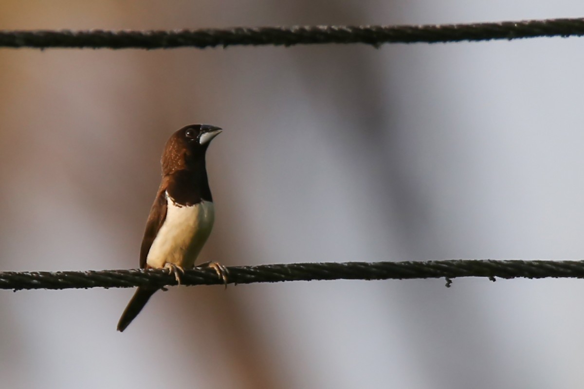 White-rumped Munia - ML380614491