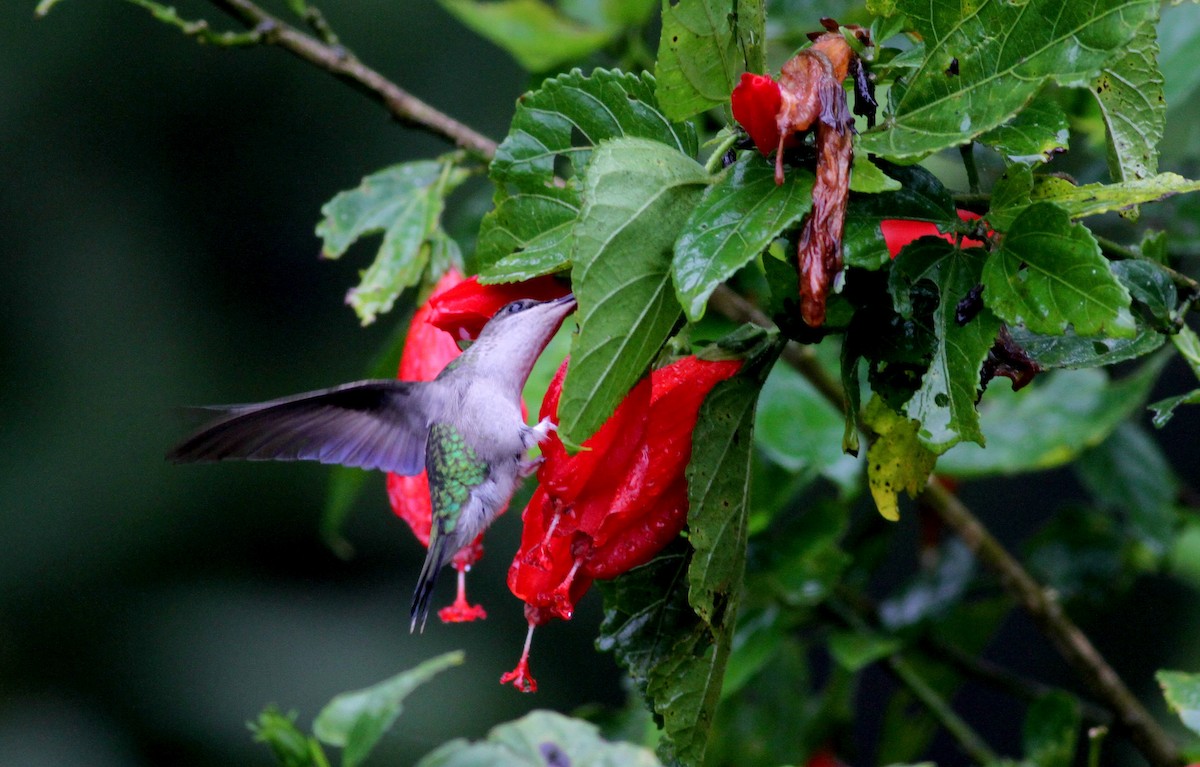 kolibřík nymfový - ML38061451