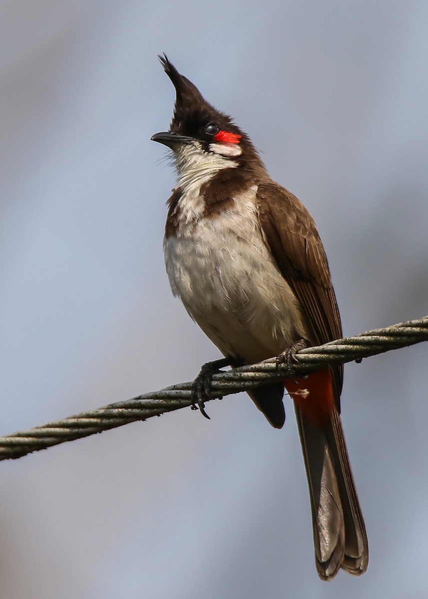 Red-whiskered Bulbul - Syed Abbas