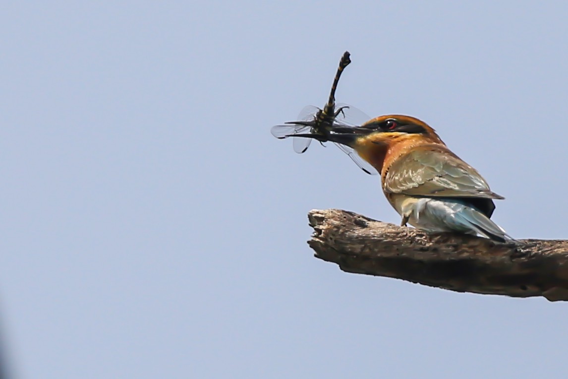 Blue-tailed Bee-eater - ML380614581