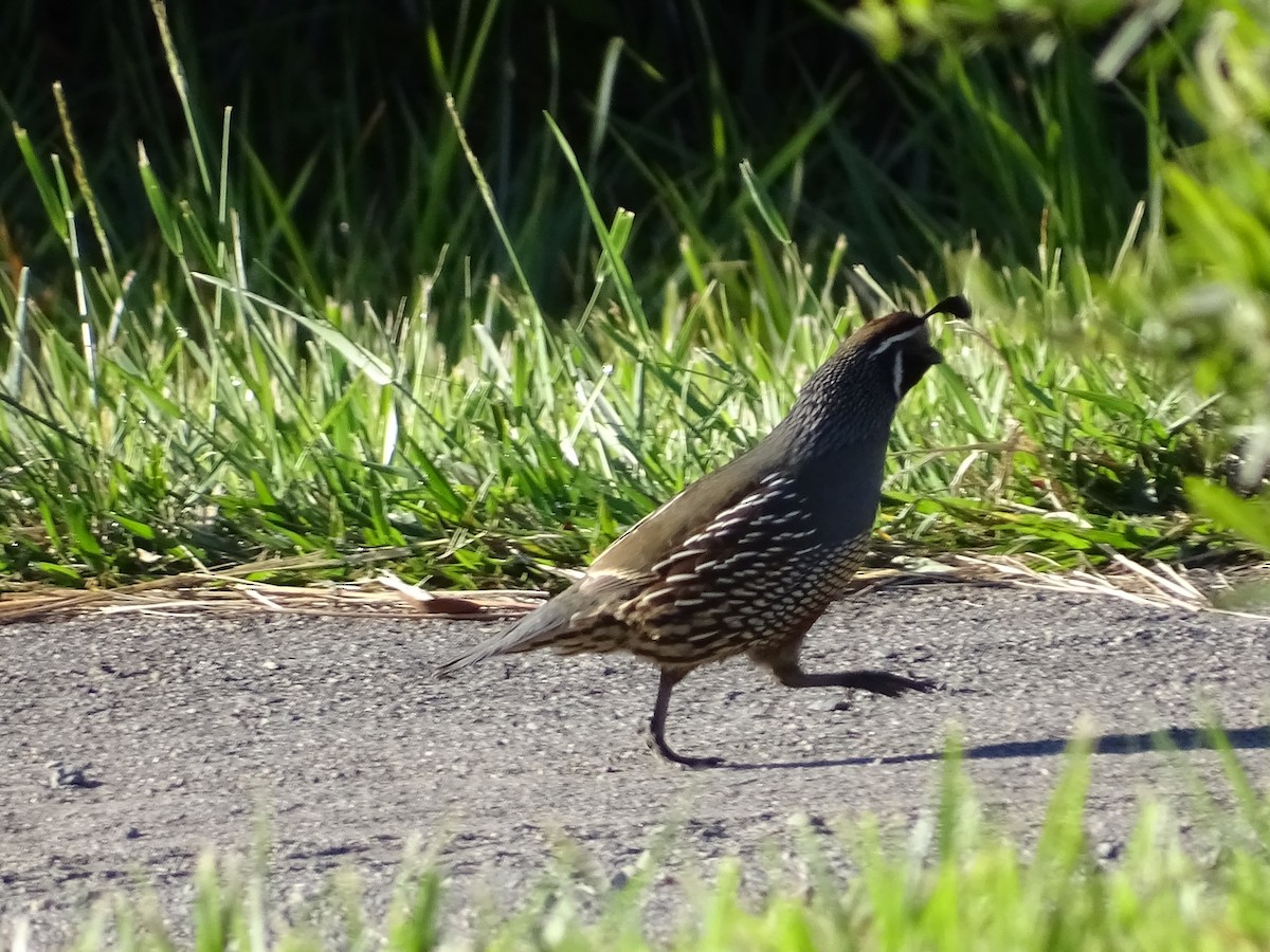 California Quail - ML380614661