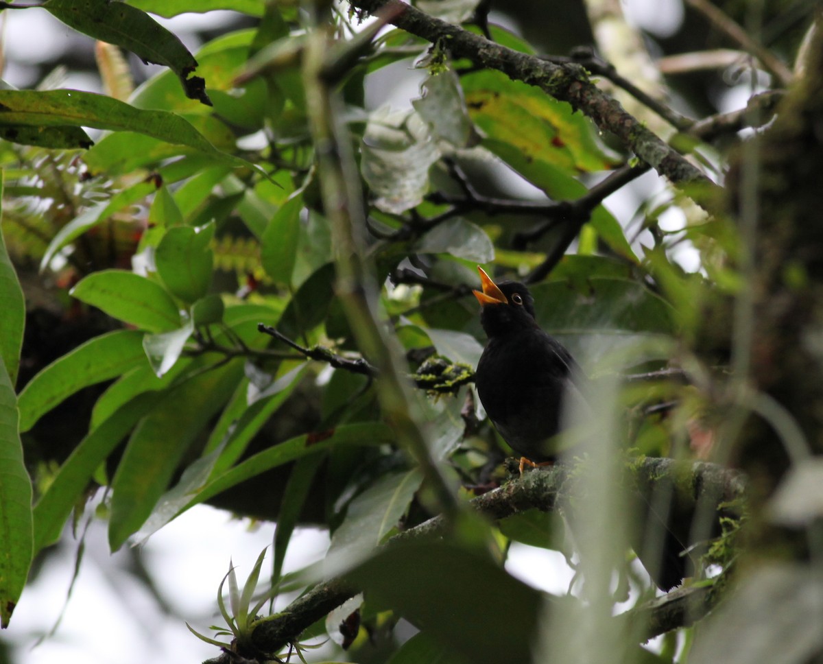 Yellow-legged Thrush - ML38061521